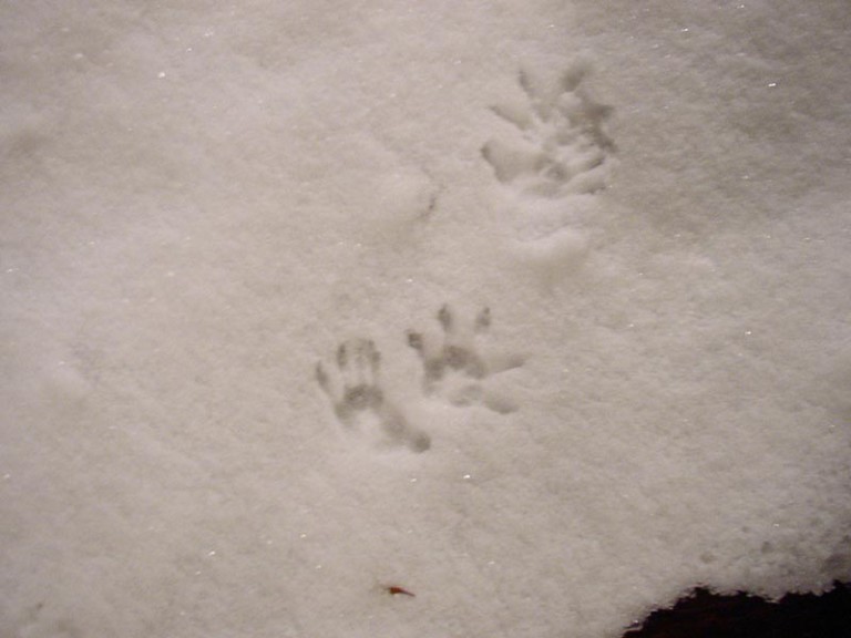Opossum tracks in snow - Friends of Retzer