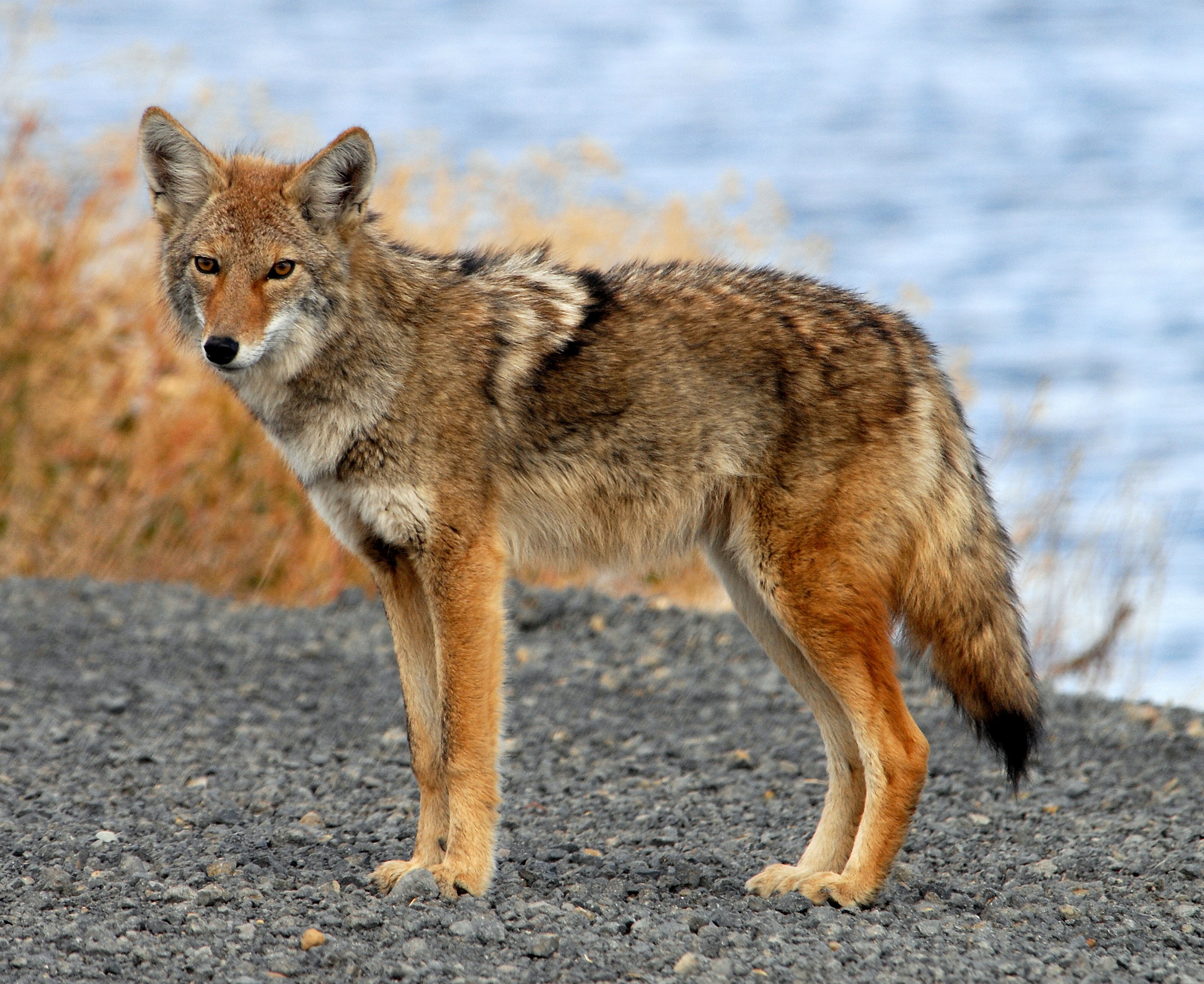 Coyote — Wikipédia